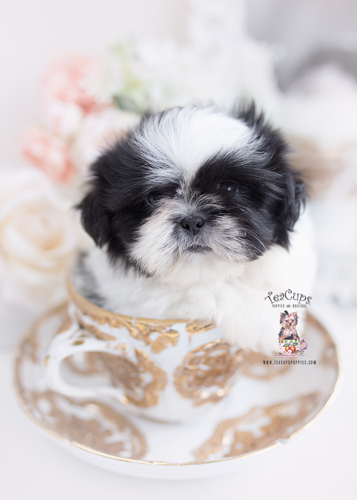 shih tzu puppy for sale