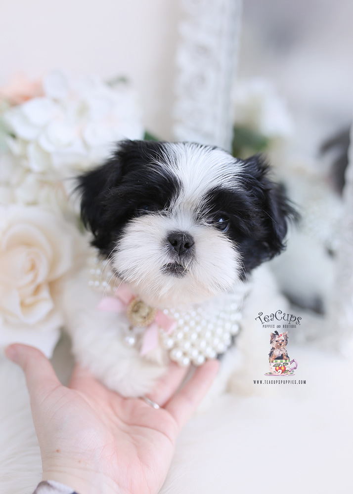 shih tzu puppy