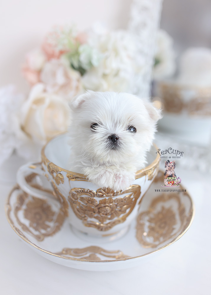 teacup maltese puppy