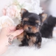 teacup yorkie puppy