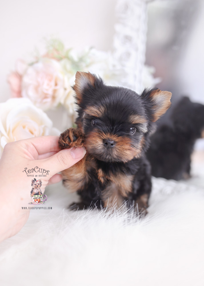 teacup yorkie puppy