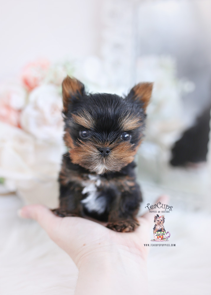 tiny teacup yorkie