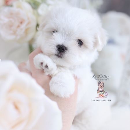Toy Maltese Pocket Puppies Teacup Puppies & Boutique
