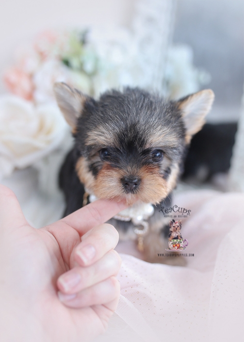cute yorkie female puppy for sale