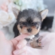 cute yorkie female puppy for sale