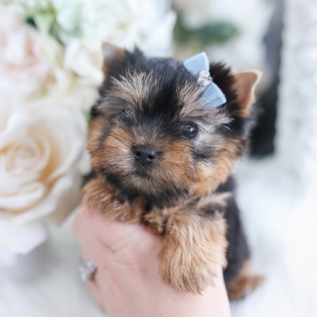 teacup yorkie yorkies