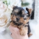 yorkie puppies florida