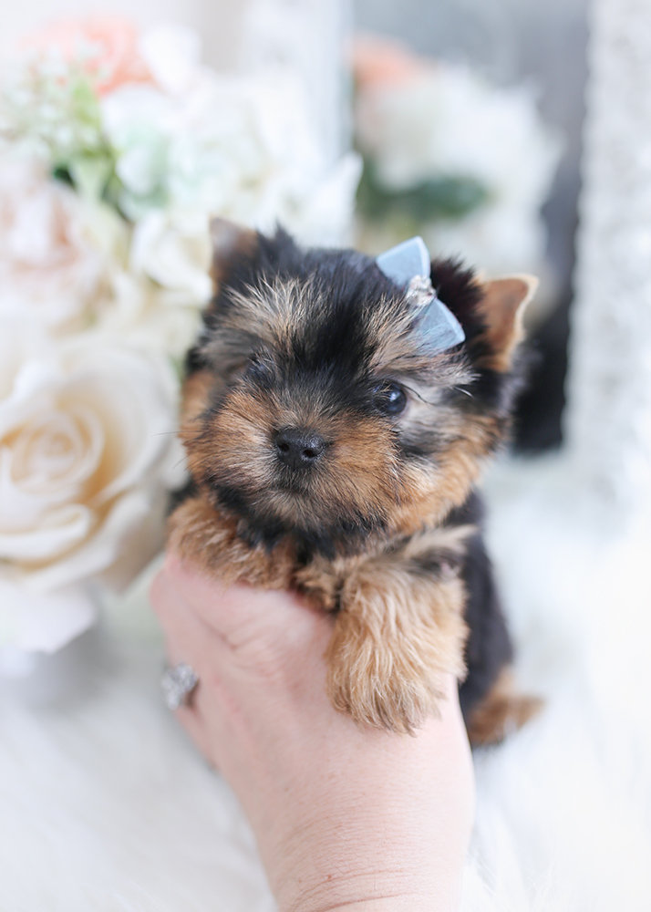 yorkie puppies florida