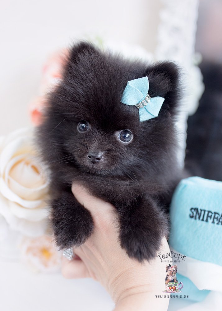 Black Pomeranian Puppies Teacup Puppies & Boutique