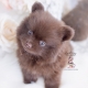 chocolate pomeranian