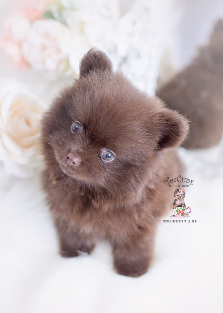 chocolate pomeranian puppy