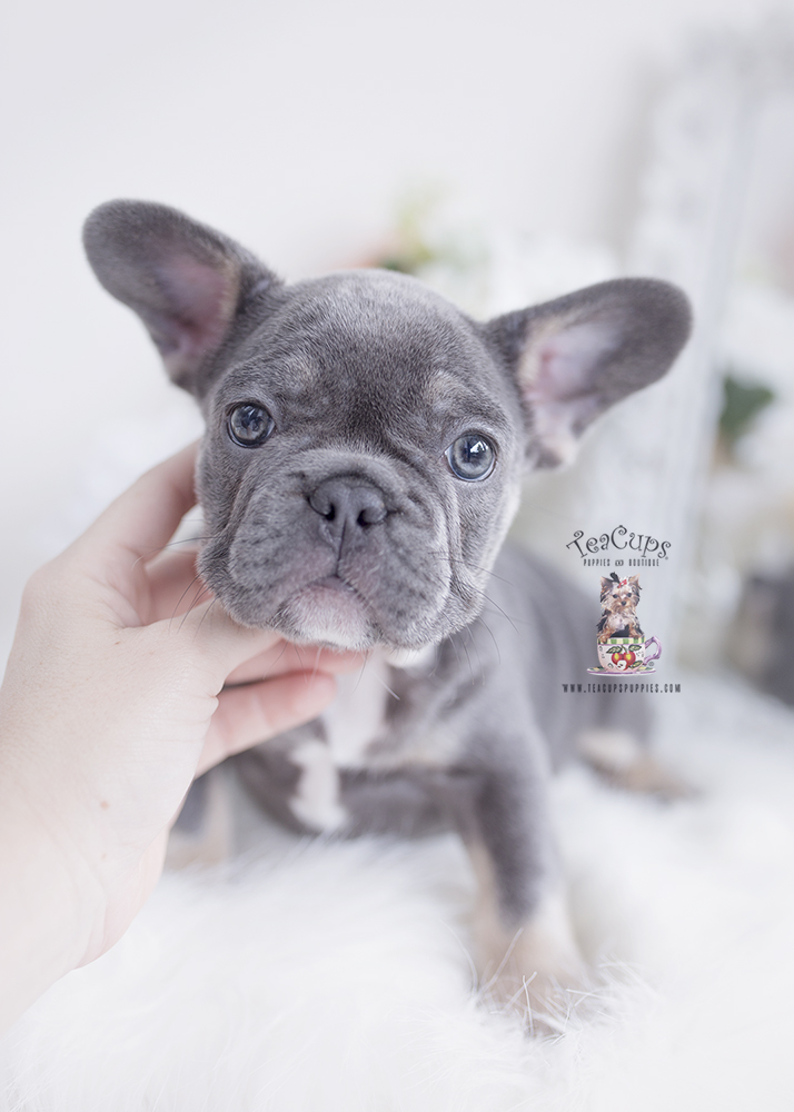 frenchie1b Teacup Puppies & Boutique