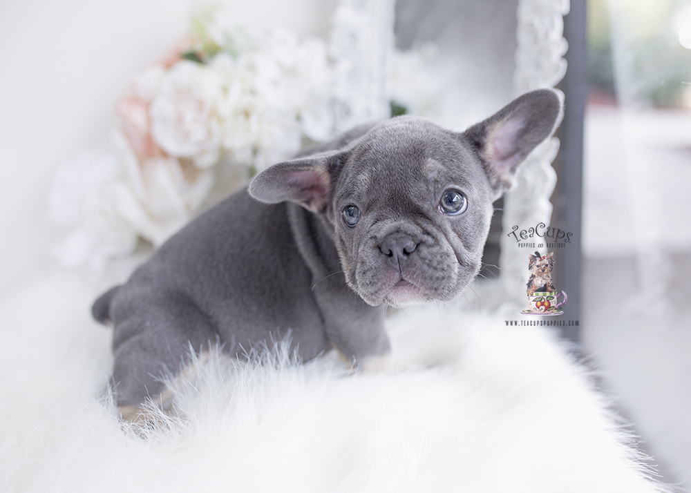 frenchie1d Teacup Puppies & Boutique