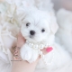 tiny maltese puppy