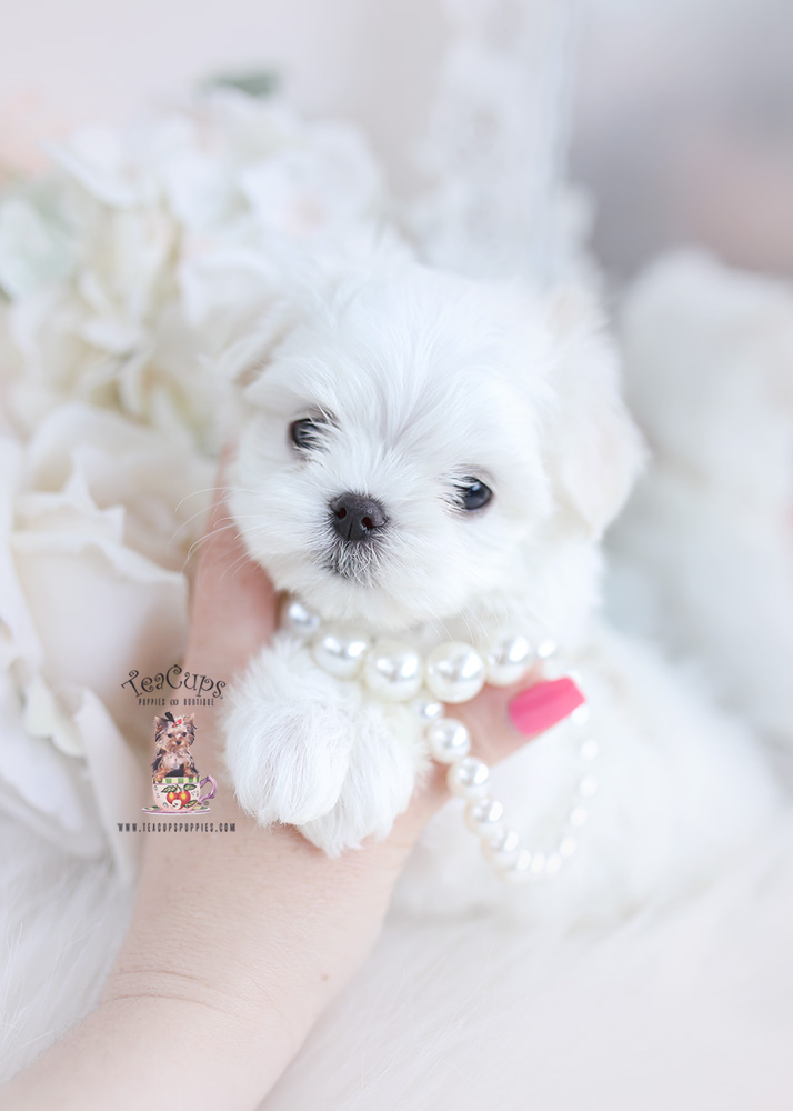 tiny maltese puppy