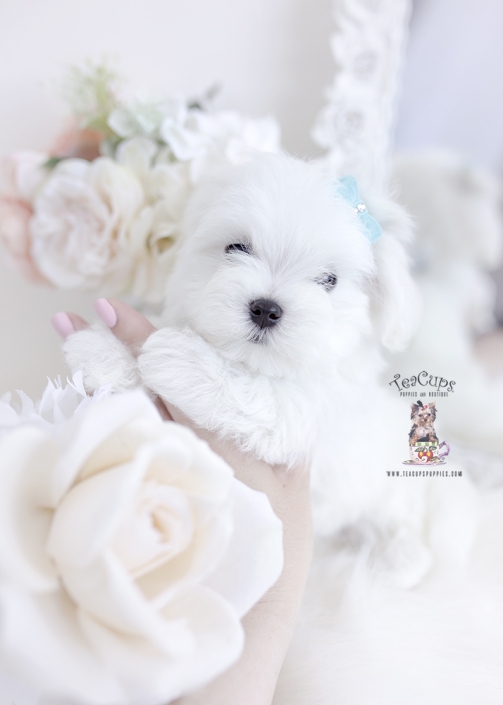 maltese puppy