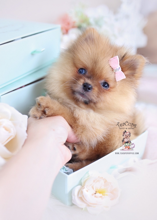 pomeranian teacup puppies