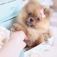 pomeranian teacup puppies