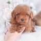 red toy poodle puppy for sale