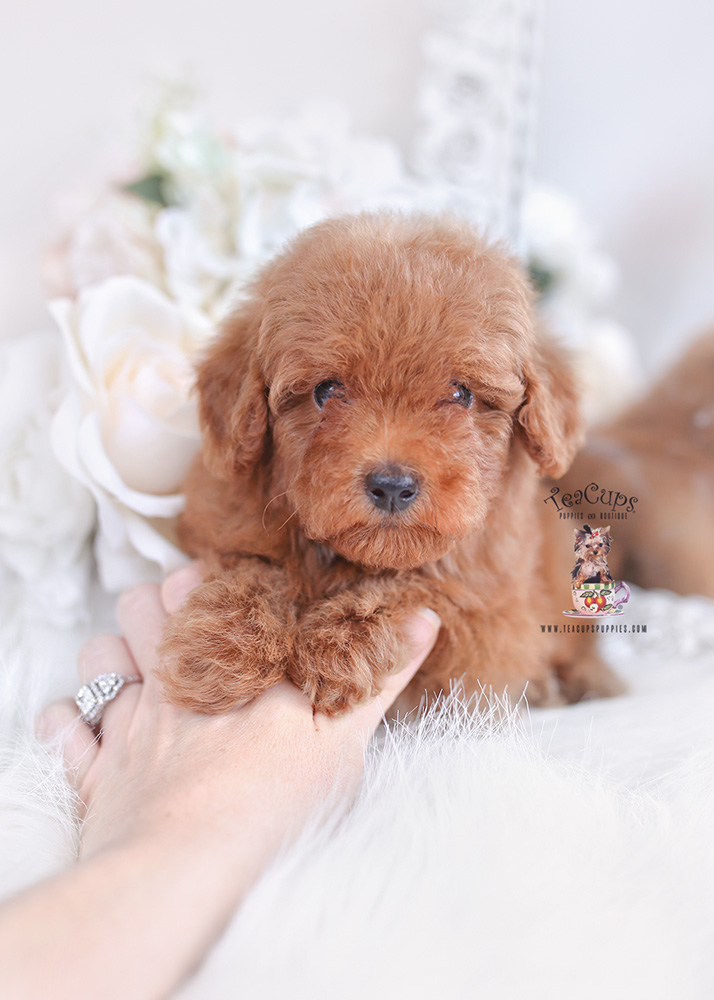red toy poodle puppy for sale