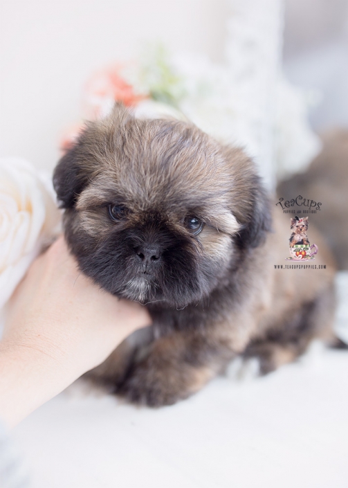 shih tzu puppy