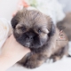 shih tzu puppy