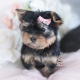 yorkie puppy