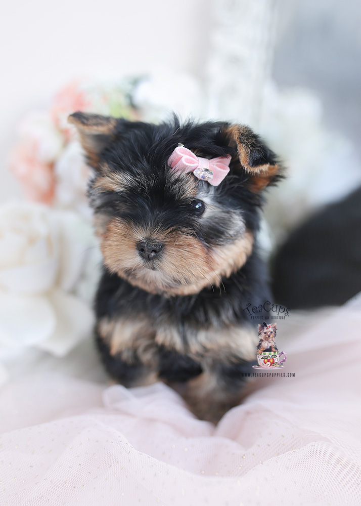 yorkie puppy