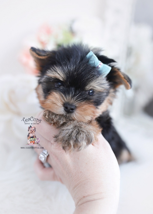 adorable yorkie puppy