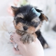 adorable yorkie puppy