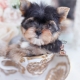 yorkie puppies for sale