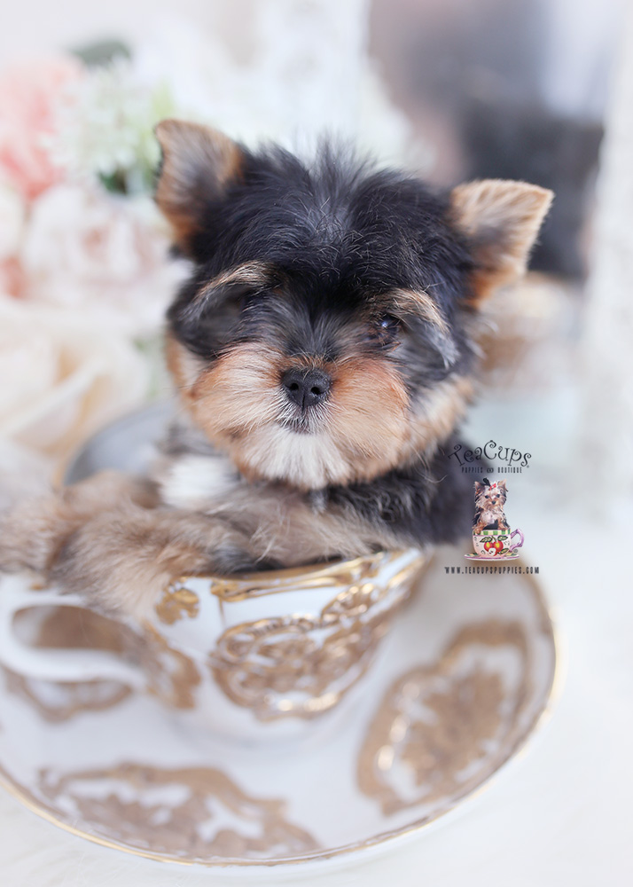 yorkie puppies for sale