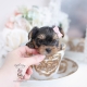 yorkie terriers teacup puppies