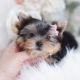 yorkie puppy