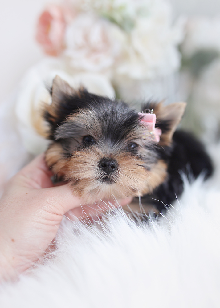 yorkie puppy