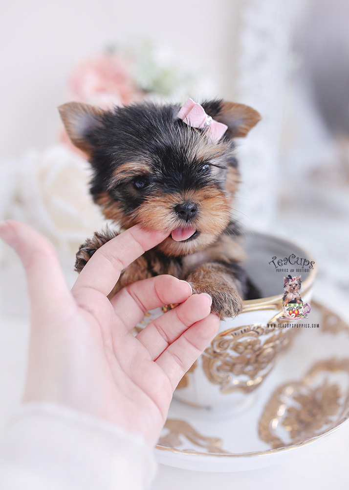 tiny yorkie puppy in a teacup