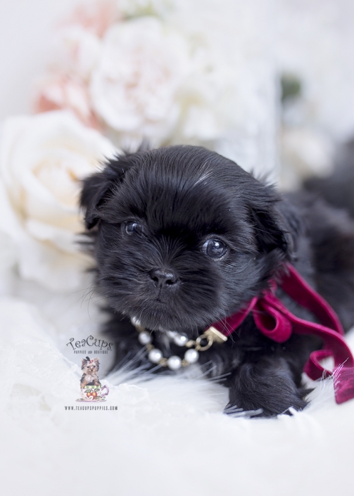 black shih tzu puppy