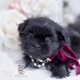 black shih tzu puppy