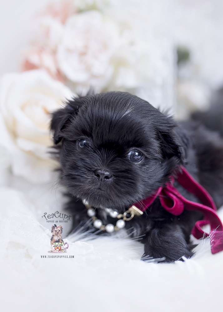 Black Shih Tzu Puppies For Sale Teacup Puppies & Boutique