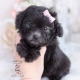 black poodle teacups