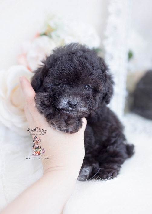 black toy poodle