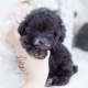 black toy poodle