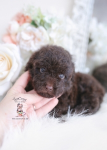 chocolate poodle