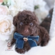 chocolate poodle puppy