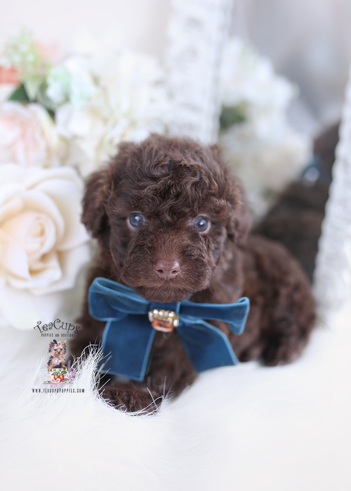 chocolate poodle puppy