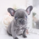 blue french bulldog