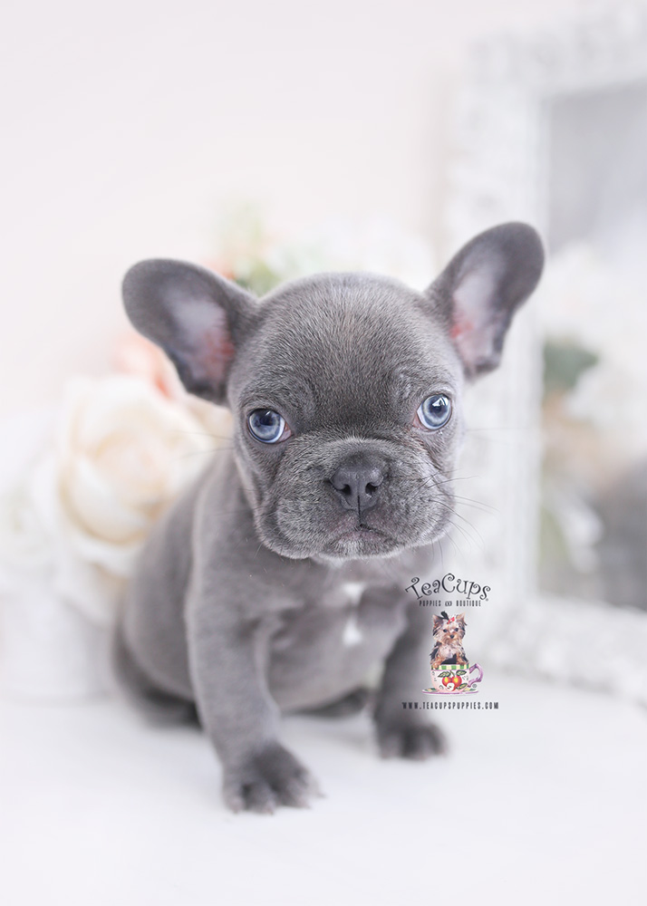 blue french bulldog