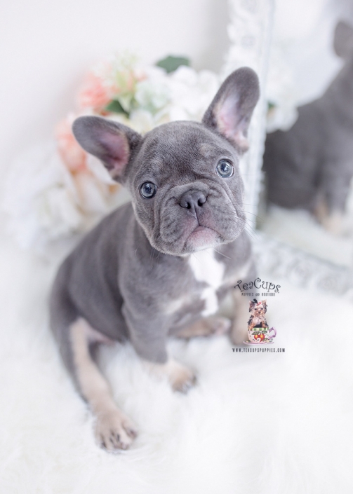 blue tan frenchie