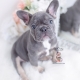 blue tan frenchie