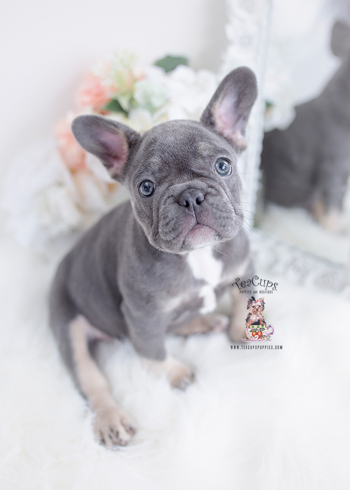 blue frenchie puppy